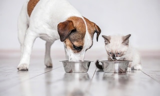 Vitakraft Italia renueva su depósito de alimentos para mascotas